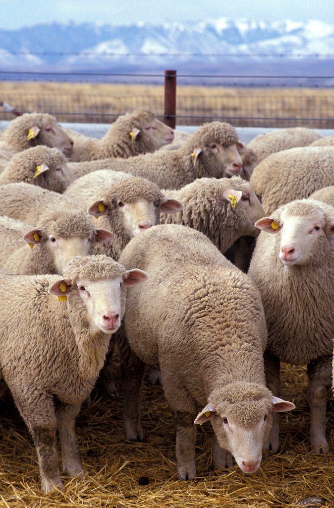 1200px-Flock_of_sheep